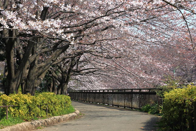 桜満開の並木道