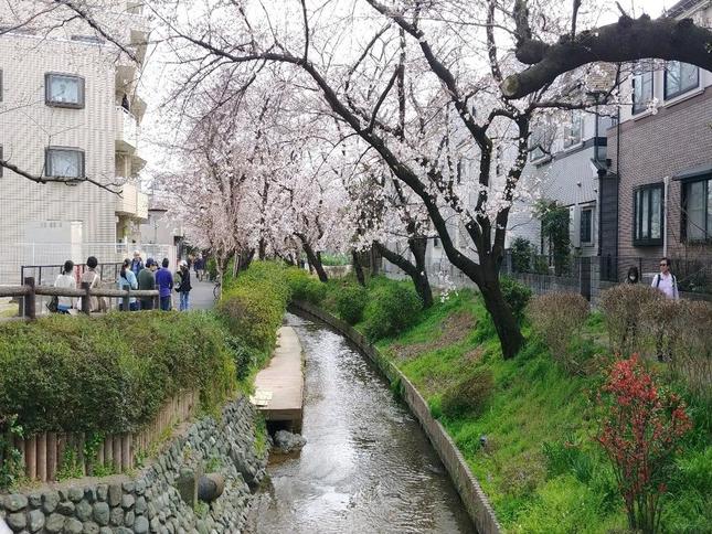 川沿いに咲く桜の木