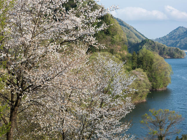 “宮ヶ瀬湖をバックに咲く山桜“