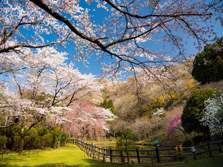いろんな種類の桜を楽しめる最明寺史跡公園