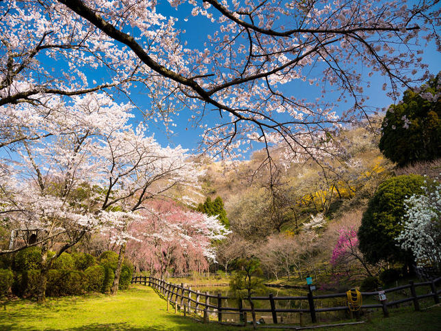 “最明寺史跡公園に咲く桜“