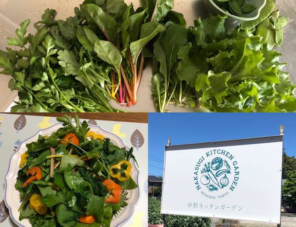 新鮮野菜の「せたがやそだち」の画像