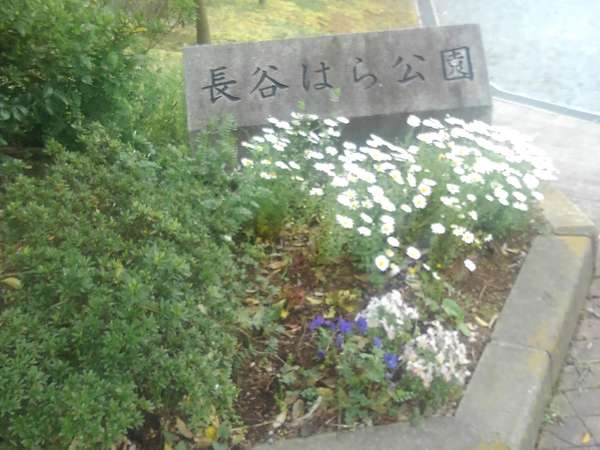 長谷はら公園で散歩の画像