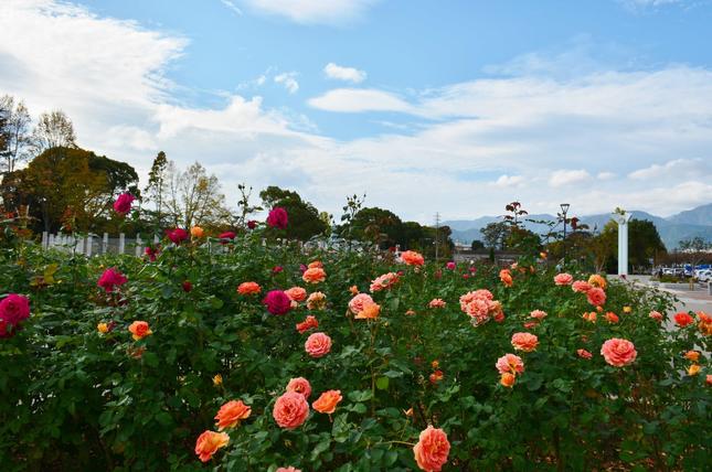 ”秦野カルチャーパークのバラ園”