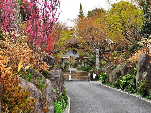 常泉寺を彩る、春のミツマタの画像