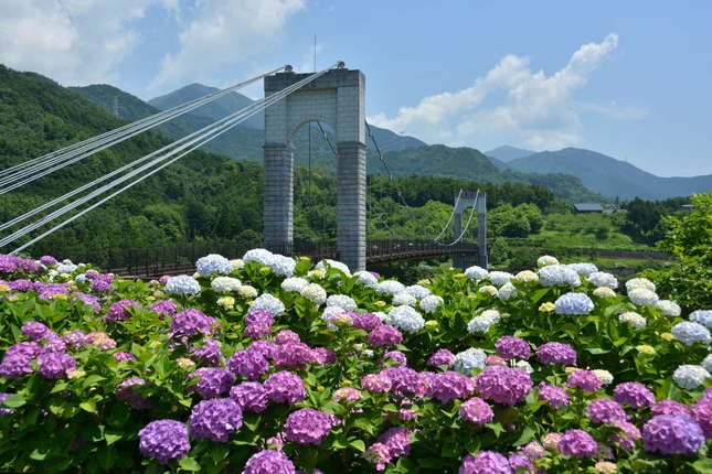 ”秦野戸川公園に咲く紫陽花と風の吊り橋”