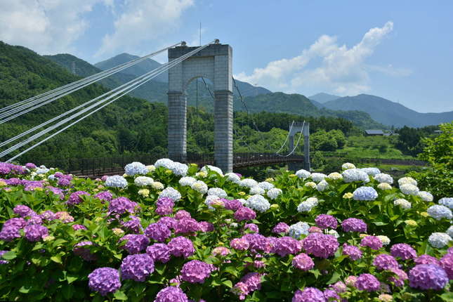 美しく咲き誇る紫陽花と吊り橋