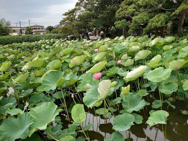 今が見頃、季節のお花が一面にの画像
