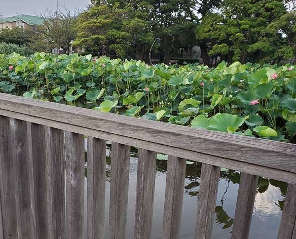 鵠沼という名の発生の地の画像