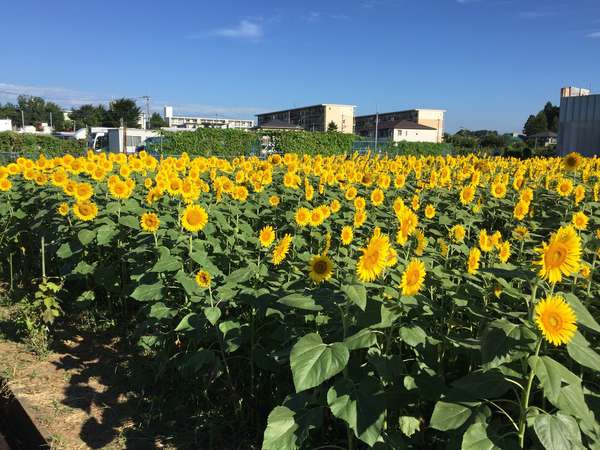 早野のひまわり畑の画像