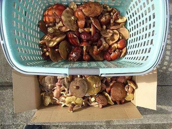 蕎麦店に秋キノコ到来の画像