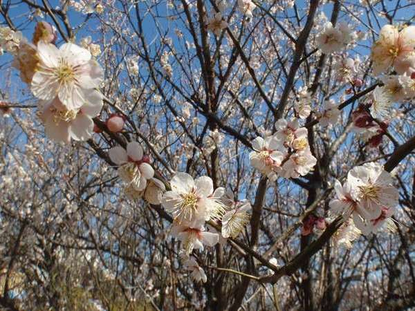 里山の風情を満喫！休日は「座間谷戸山公園」でリフレッシュしようの画像