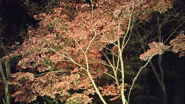 町田薬師池公園四季彩の杜 薬師池 紅葉まつり