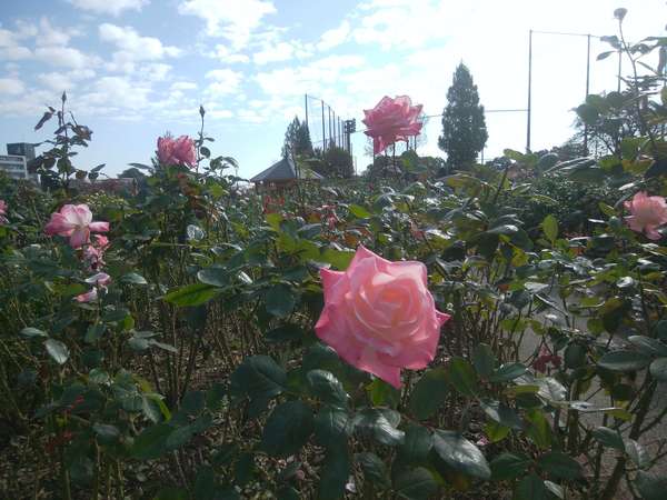 秋薔薇の公園の画像
