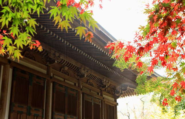 お寺の本堂と紅葉