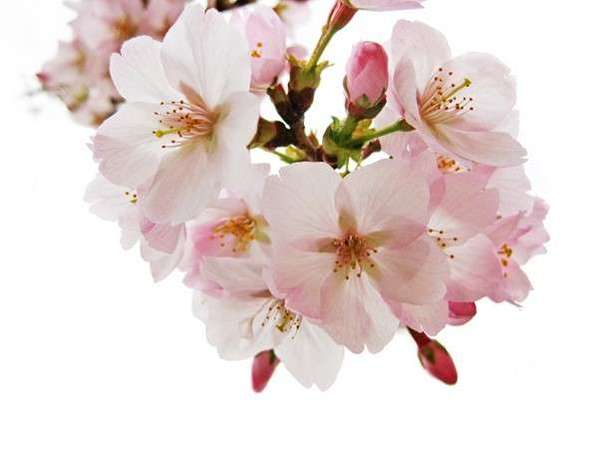 秦野エリアの桜スポット7選！お花見にオススメな名所と開花時期をご紹介♪の画像