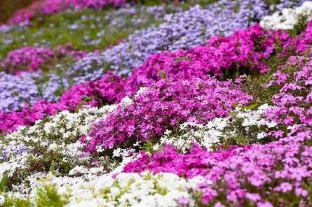 芝桜を見るなら「相模川芝ざくらまつり」がおすすめ！桜の道を走り抜けよう！