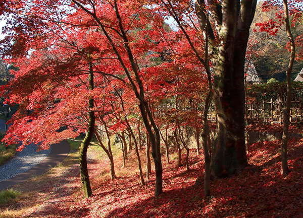 生田緑地の紅葉の画像
