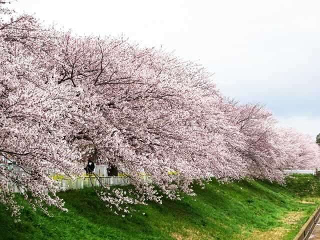 世田谷エリアの桜の名所7選！お花見にオススメなスポットを厳選♪