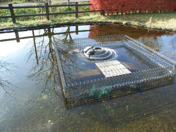 亀が甲羅干し ふるさと公園の画像