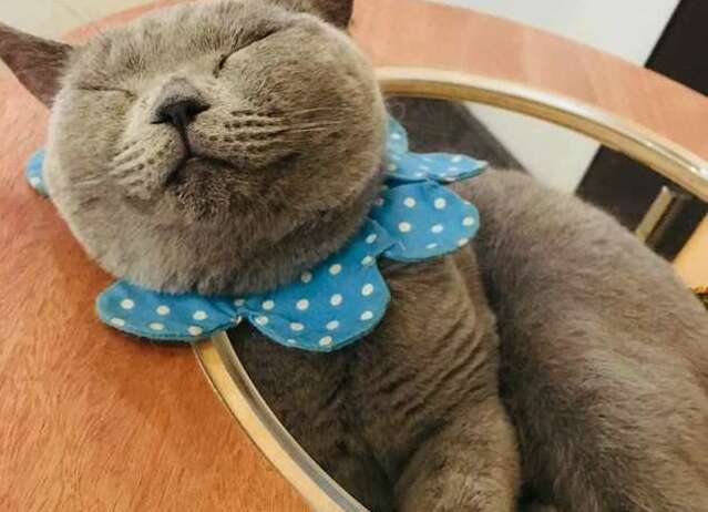 青い首輪をつけて寝るふかふかの黒猫