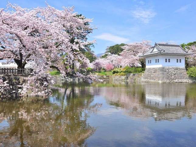 小田原でお花見をするなら「小田原桜まつり」がおすすめ！