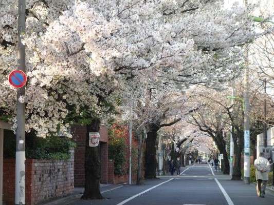 大正から続く成城のお花見イベント！「成城さくらフェスティバル」をご紹介