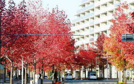 美しく紅葉した街路樹