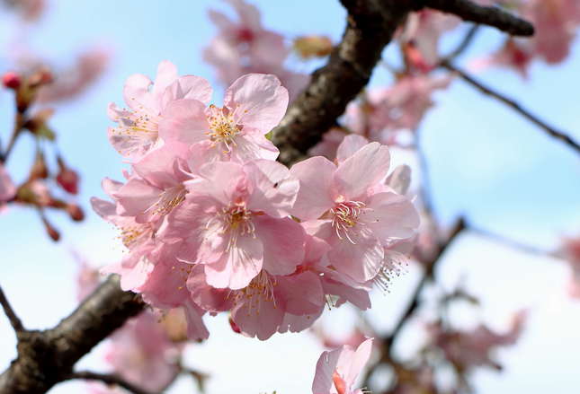 身近なところで一足早いお花見を！