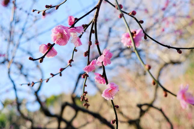 生田緑地の梅便り！咲き始めました