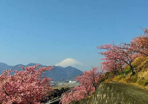 河津桜と菜の花と富士山