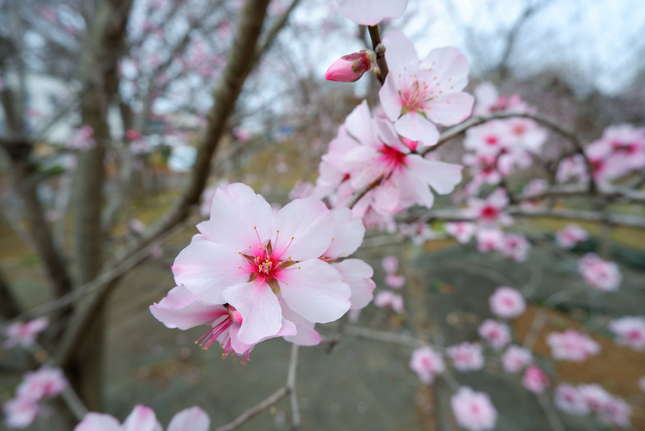 城址公園に咲くアーモンドの花