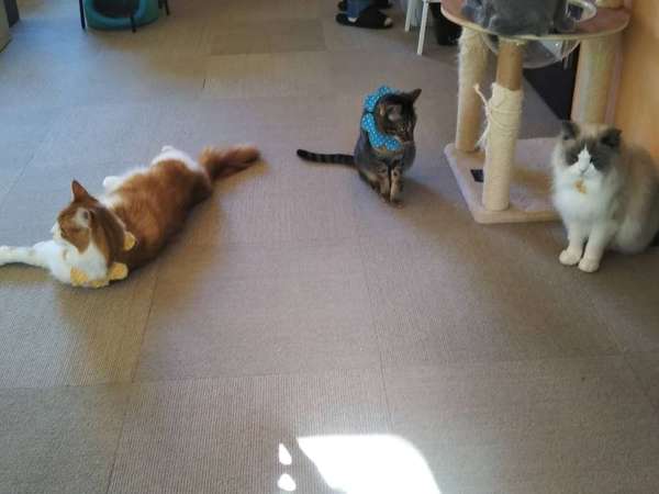 かわいい猫たちと触れ合えるカフェの画像
