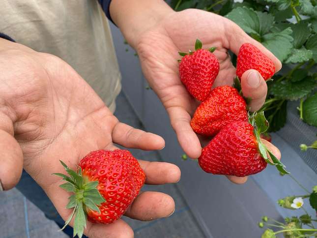 Slow Farmの両手に持ったいちご