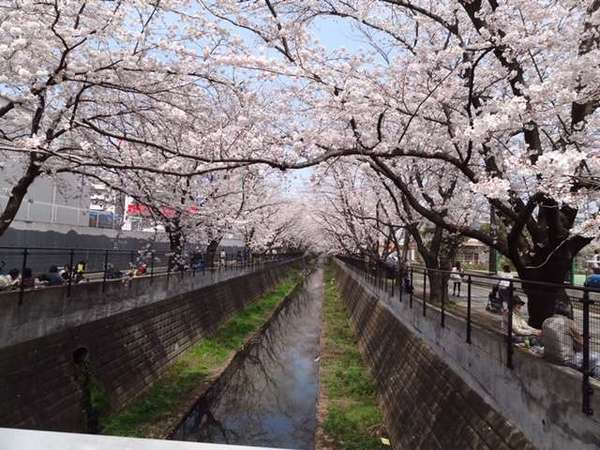 麻生川の桜並木の画像