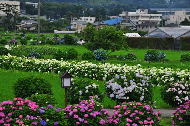 梅雨の祭典「開成町あじさいまつり」でイキイキとしたあじさいを撮影しよう！