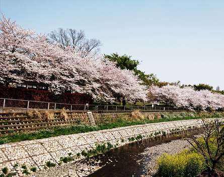 「やとばし」から眺める野川の桜はまだ満開です！