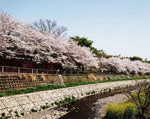 「やとばし」から眺める野川の桜はまだ満開です！の画像