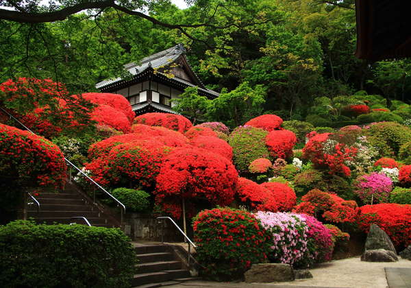 色鮮やかなツツジの花に埋もれてみよう！の画像