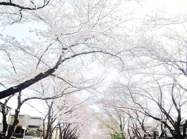 桜のトンネルの画像