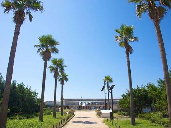 ヤシの木が植わる公園の様子