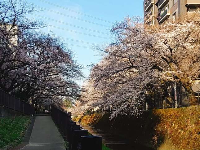 桜が見たくて