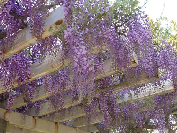 市の花、藤が満開の画像