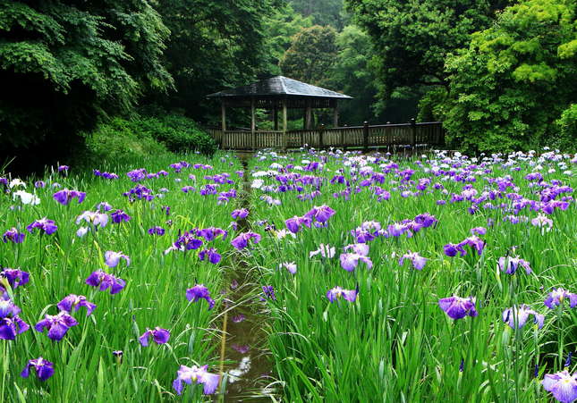 生田緑地でしっとり鮮やか花ショウブを！