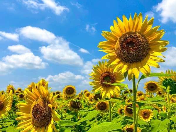 フォトジェニックな写真を撮りに「早野ひまわり畑」に行ってみよう！の画像
