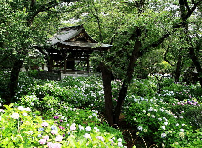 梅雨を彩るアジサイに囲まれてみませんか？