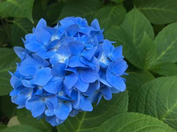 新百合ヶ丘で紫陽花を楽しむなら「あじさいロード」の画像