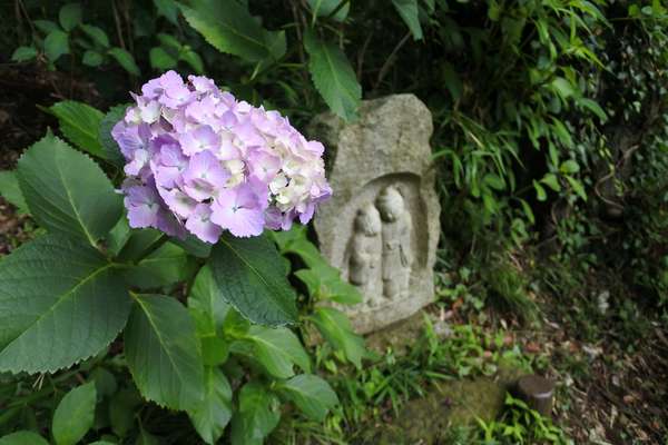 紫陽花と羅漢様に心洗われる時間「浄慶寺」の画像