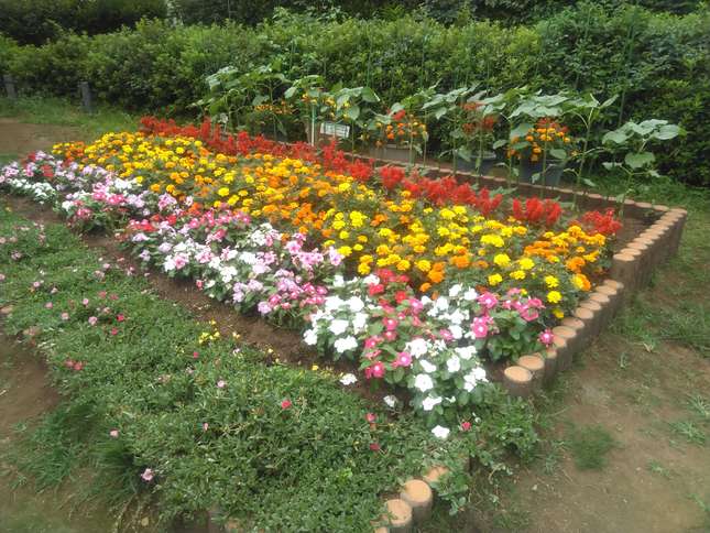 鮮やかな花々が植わる花壇