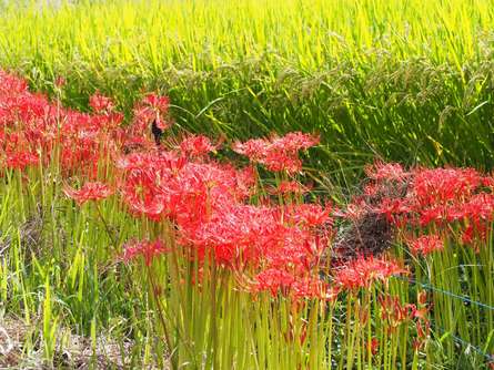 一面に咲く彼岸花が美しい！今年の秋は「小出川彼岸花まつり」で決まり！